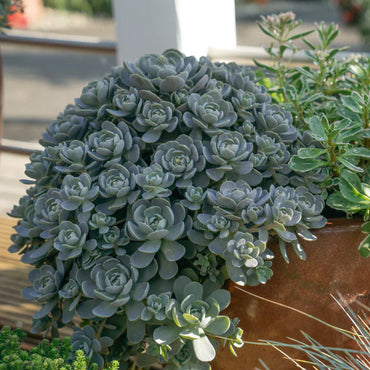 Orostachys Flower Seeds – Heirloom, Non-GMO Flower Seeds for Planting