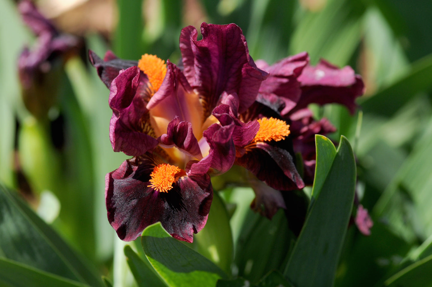 Outspoken Dwarf Bearded Iris Seeds