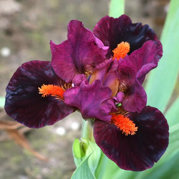Outspoken Dwarf Bearded Iris Seeds