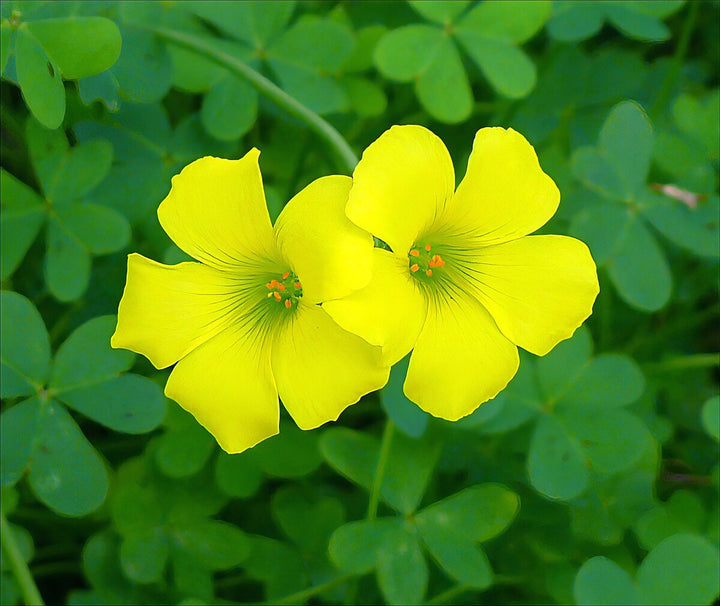 African Oxalis Flower Seeds – Heirloom, Non-GMO Seeds for Planting Vibrant Blooms