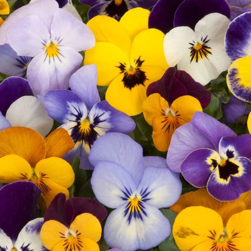 Pansy- Clear Crystal Mix