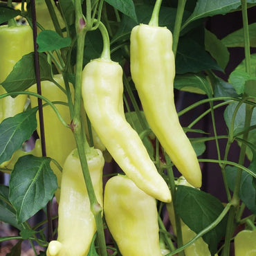Pepper Sweet Banana Vegetable Seeds