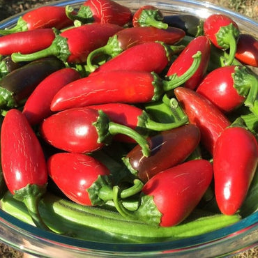 Pepper Jalapeno Vegetable Seeds