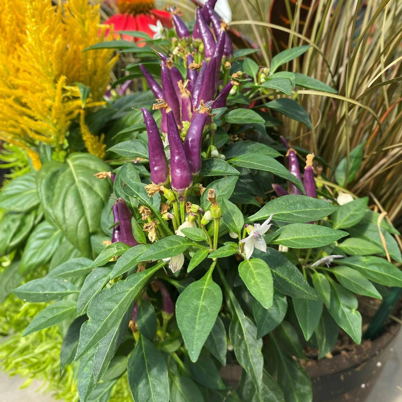 Sangria Hybrid Ornamental Pepper Seeds