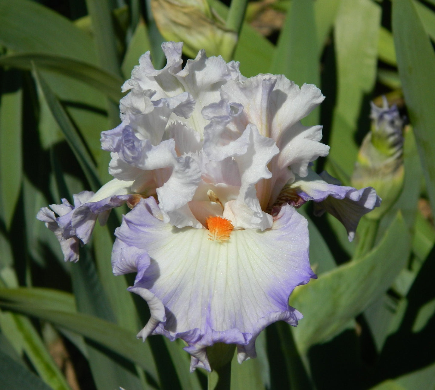 Polite Applause Bearded Iris