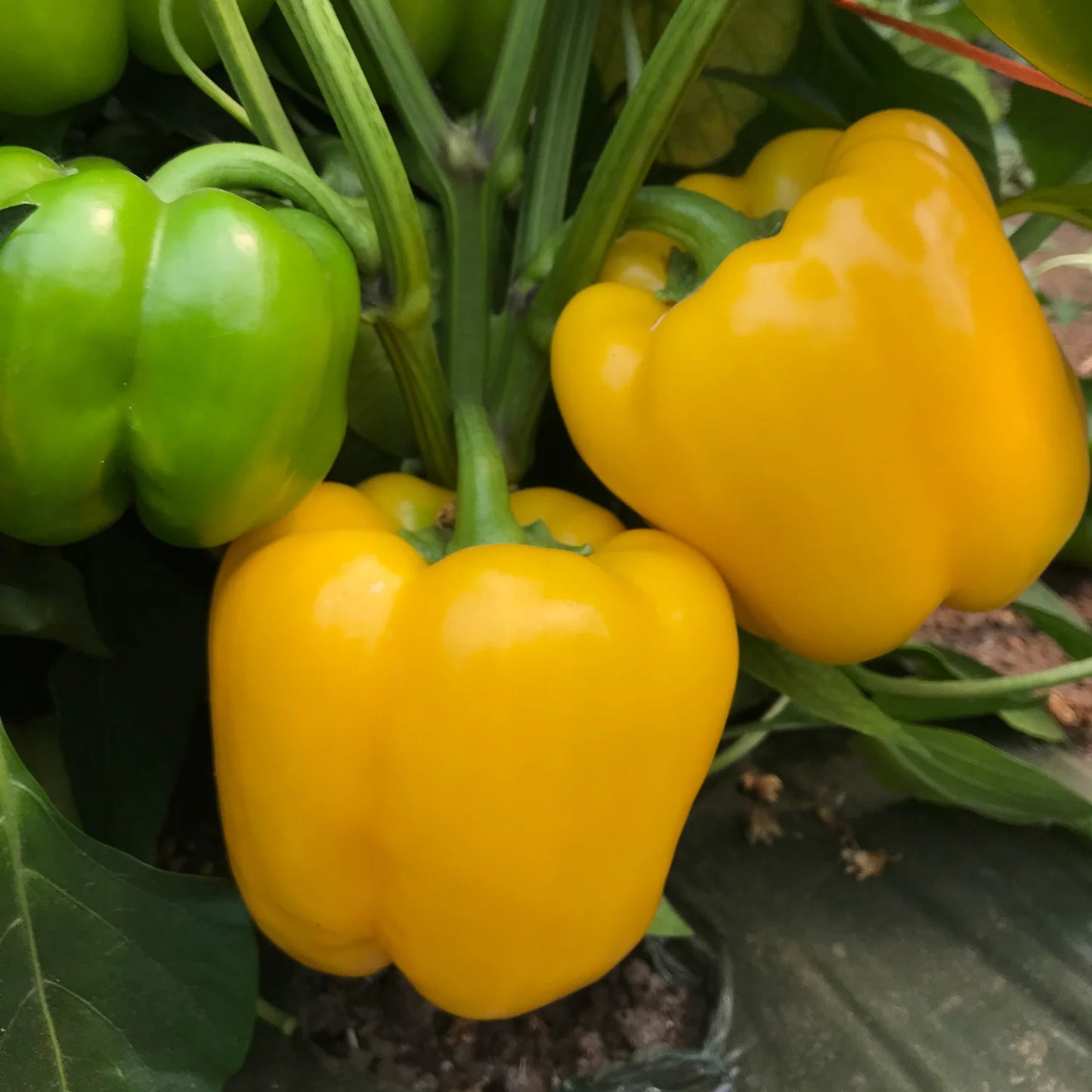 Sweet Sunrise – Organic Bell Pepper Seeds