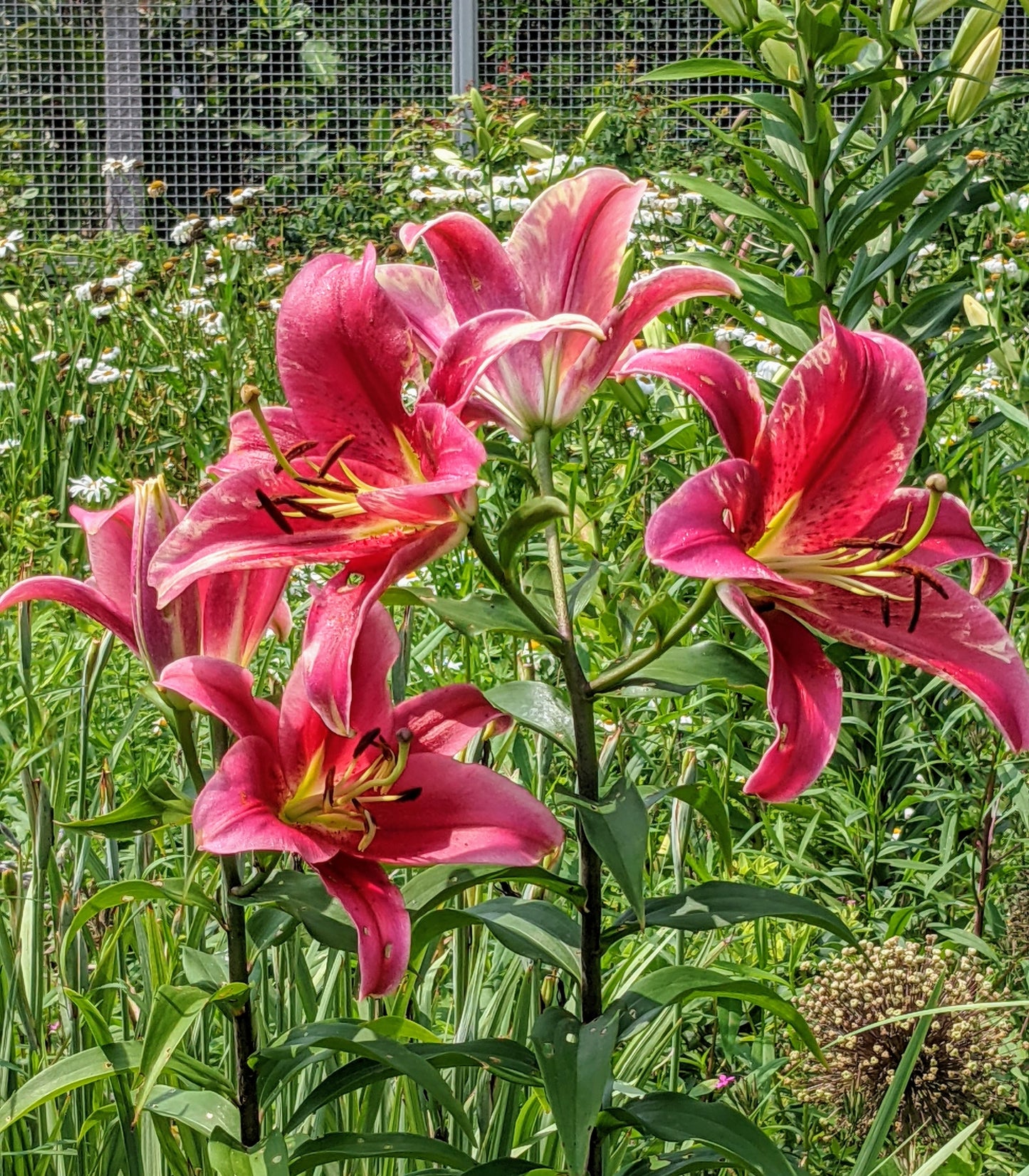 Lasting Love Lily Tree