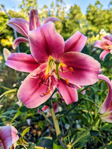 Lasting Love Lily Tree