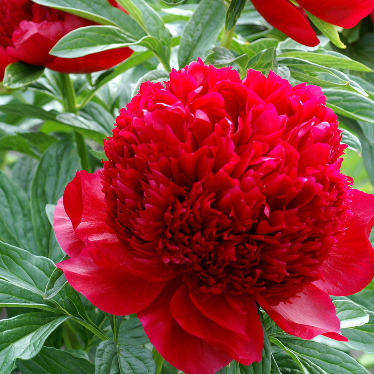 Red Charm Peony