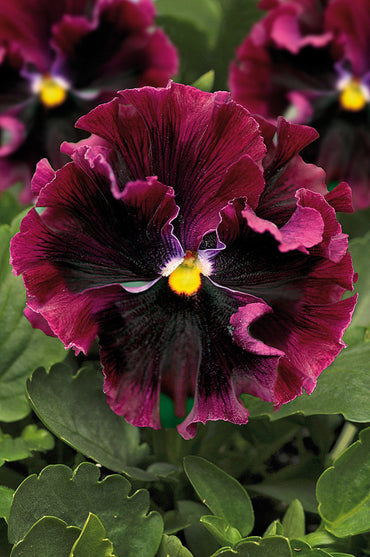 Organic Burgundy Pansy Flower Seeds for Planting – Heirloom, Non-GMO Garden Seeds