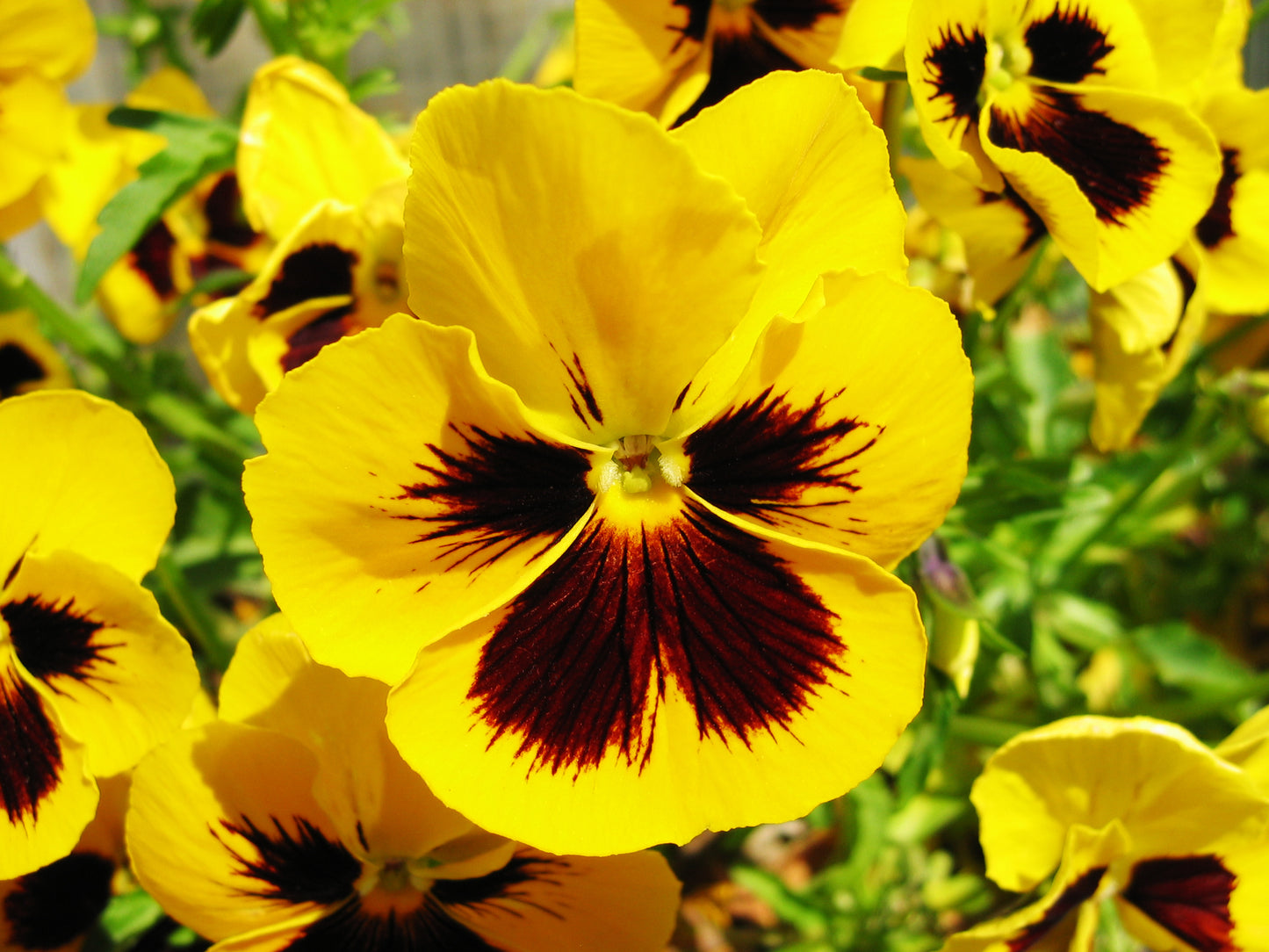 Pansy- Swiss Giants Rhinegold