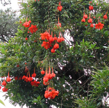 Heirloom Non-GMO Passiflora Parritae Flower Seeds for Planting – Exotic Passionflower Blooming Seeds