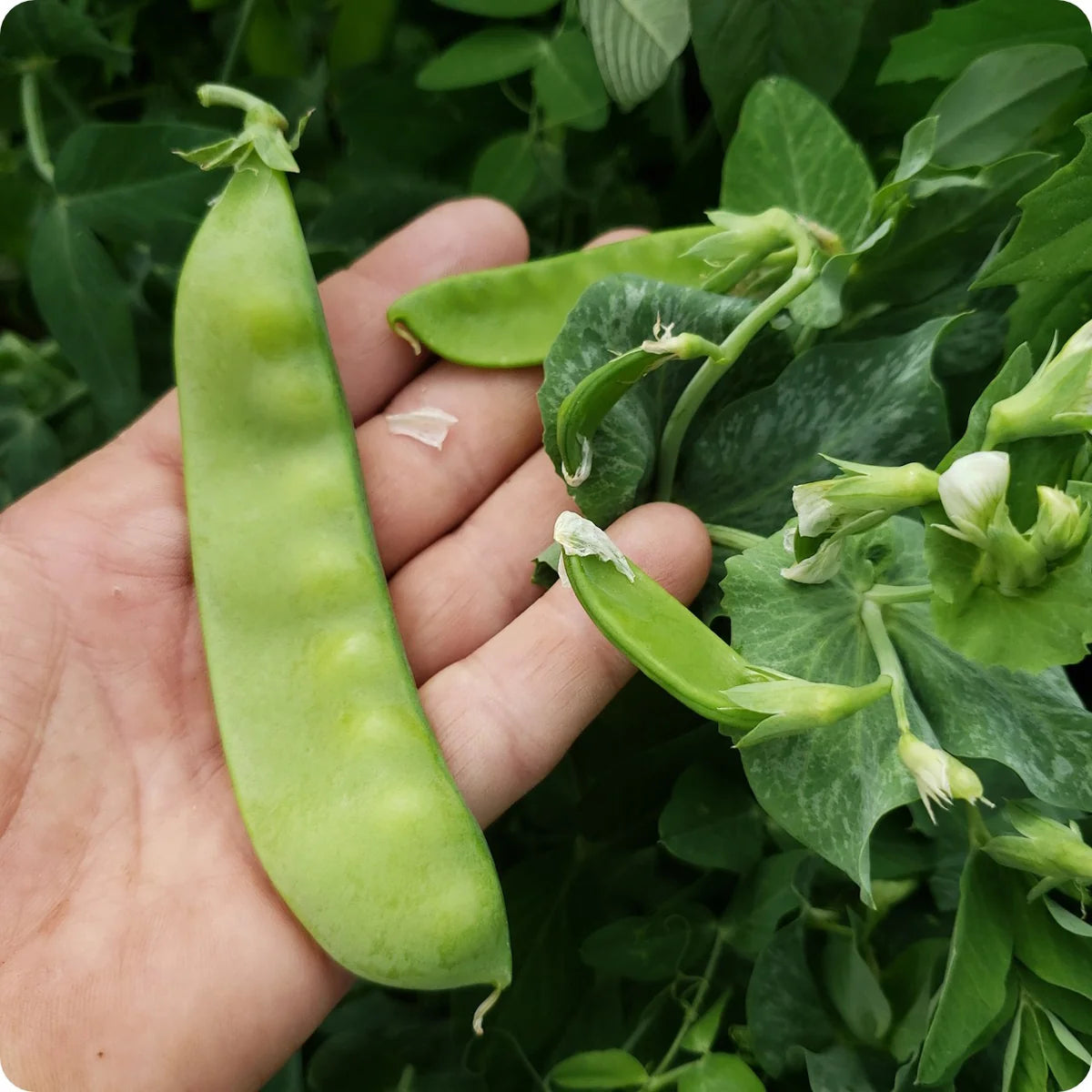 Oregon Giant – Pea Seed