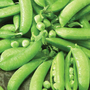 Sugar Pea, Snow Pea Vegetable Seeds