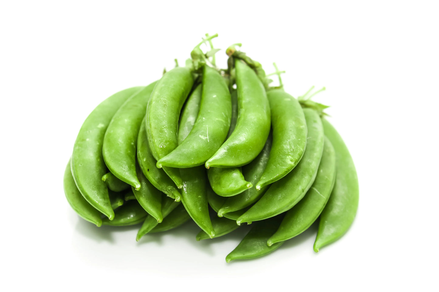 Sugar Lace II – Pea Seed