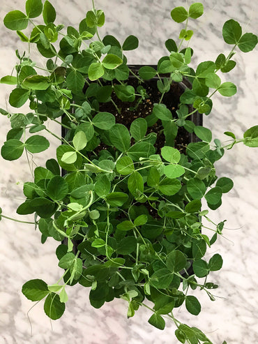 Field Pea – Organic Shoot Seed