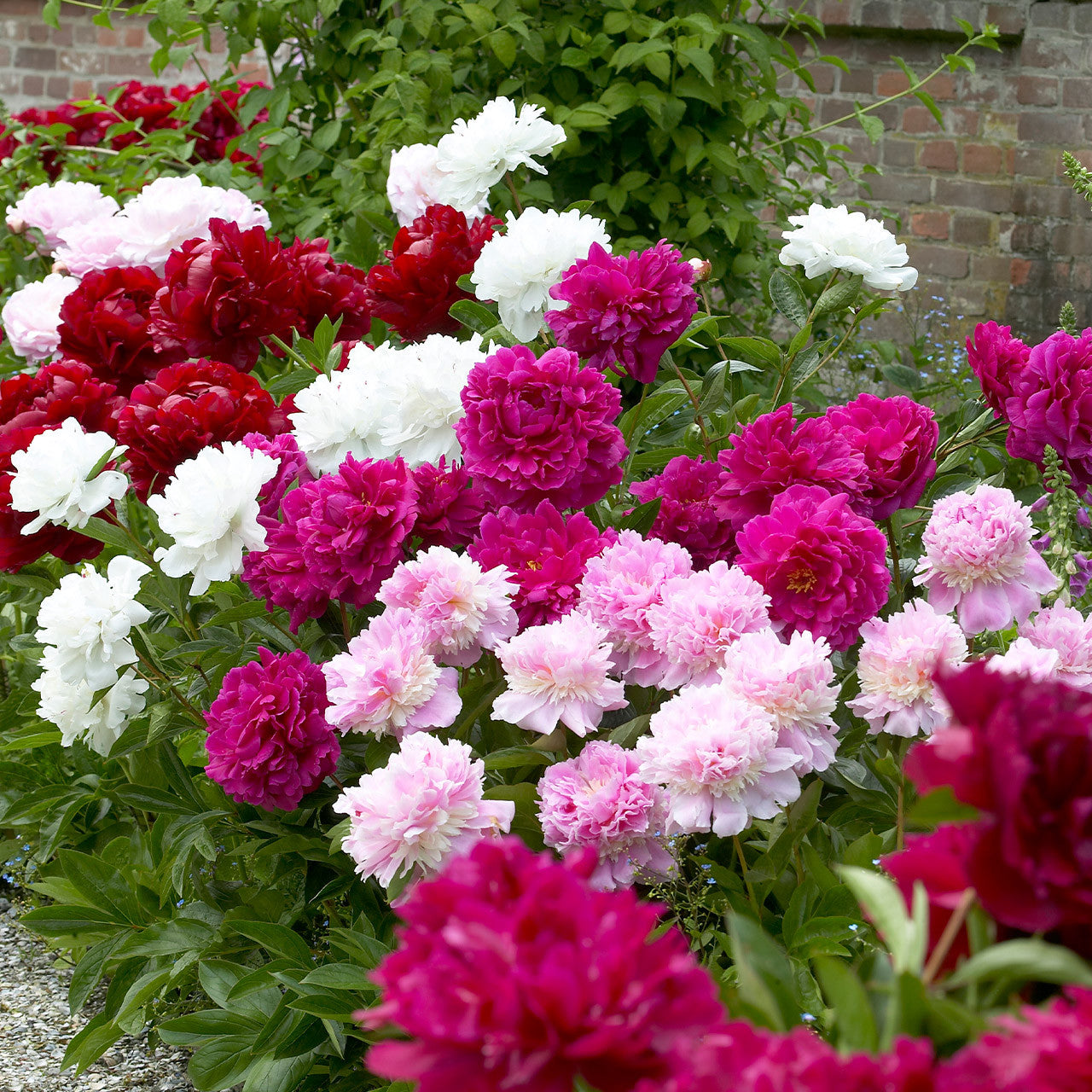 Fragrant Peony Mixture