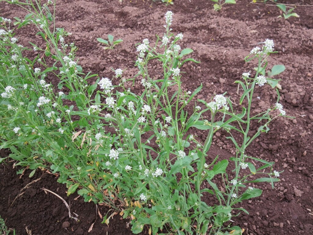 Persian Cress – Organic Cress Seed