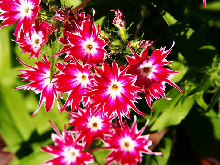 Heirloom Non-GMO Twinkle Star Flower Seeds for Planting – Dainty Star-Shaped Garden Blooms