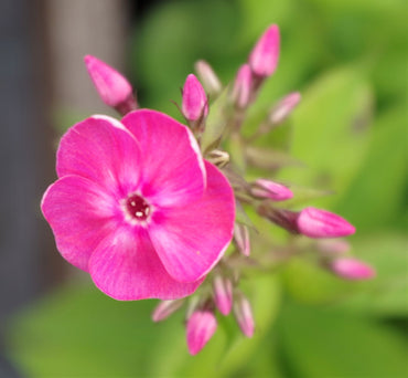 Primadonna Bambini Phlox