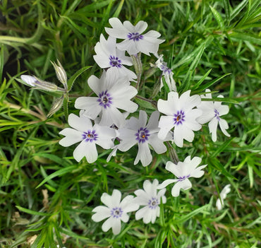 North Hills Carpet Phlox
