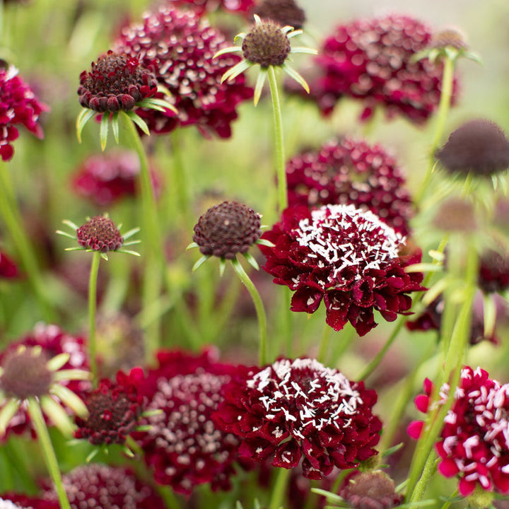 Organic Heirloom Non-GMO Red Pincushion Seeds for Planting – Unique Garden Blooms