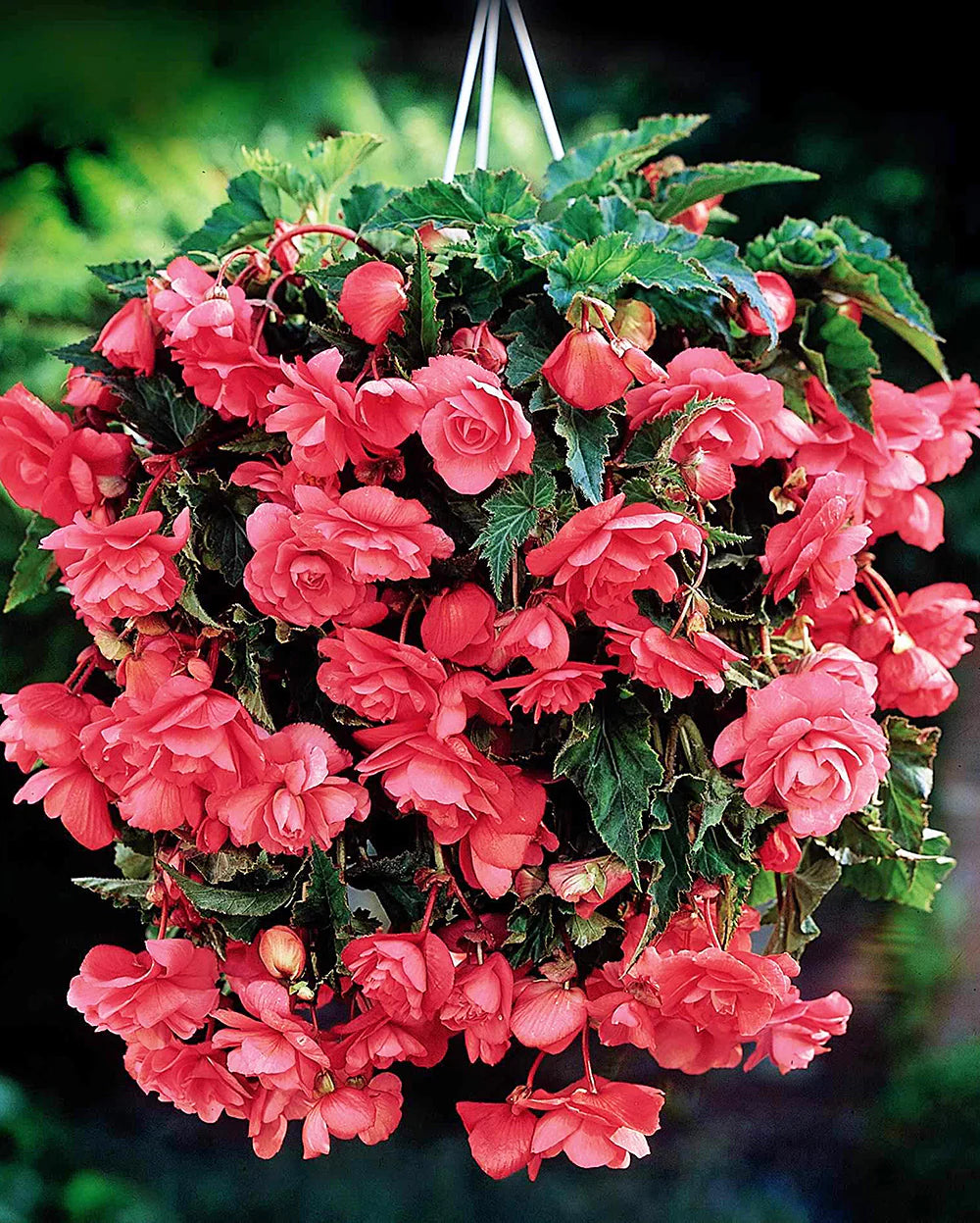 Pink Delight Hanging Basket Begonia
