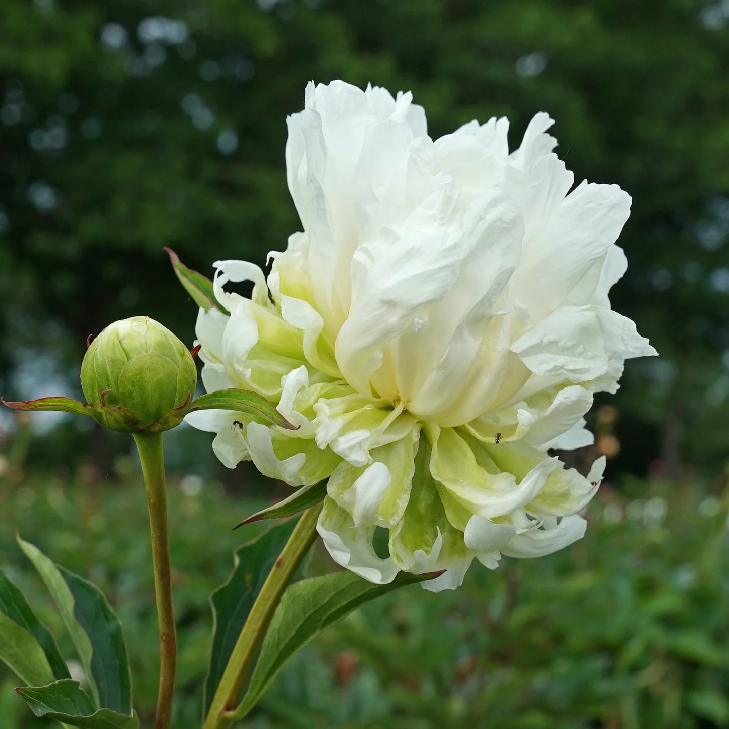Green Halo Peony