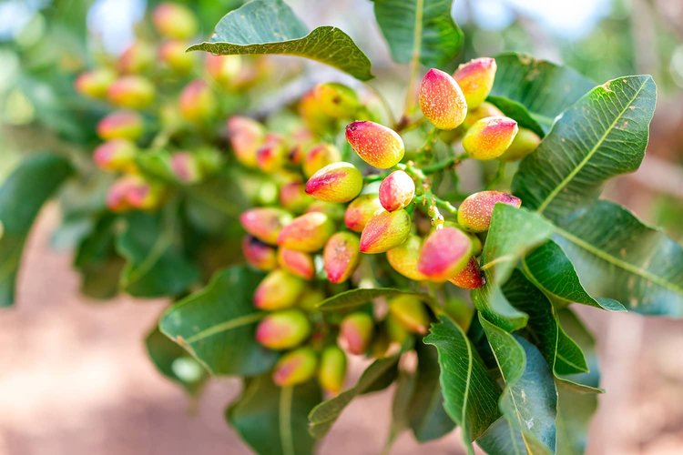 Pistachio Seeds