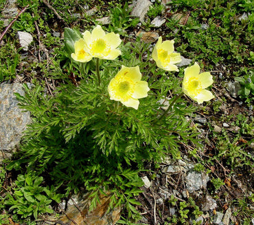 Heirloom Non-GMO Light Green Anemone Pulsatilla Flower Seeds for Planting – Unique Perennial Bloom Seeds