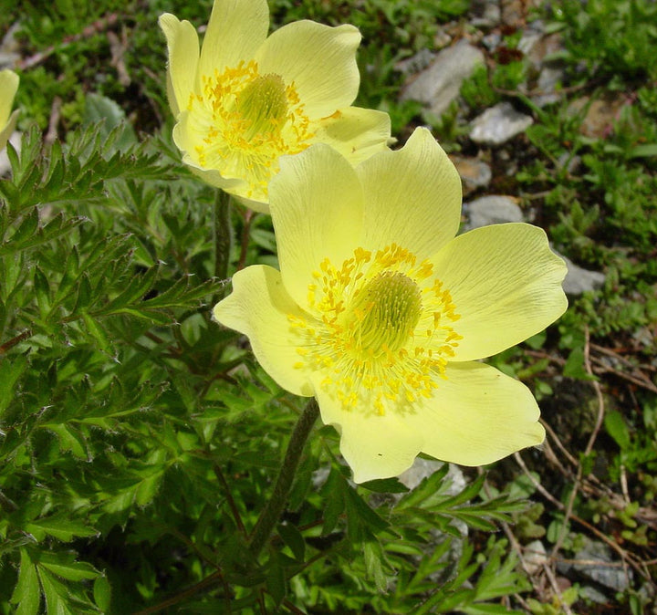 Heirloom Non-GMO Yellow Anemone Pulsatilla Flower Seeds for Planting – Hardy Perennial Seeds