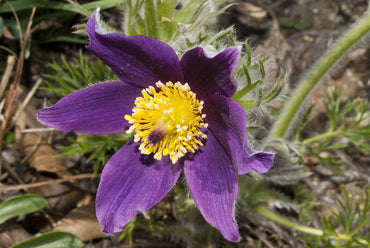 Purple Pasque Flower Seeds – Heirloom Non-GMO Perennial Seeds for Vibrant Garden Displays