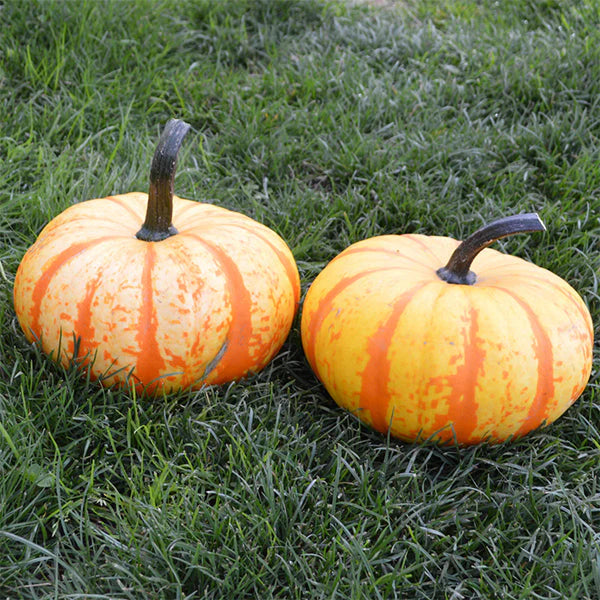 Blaze – Treated Pumpkin Seed