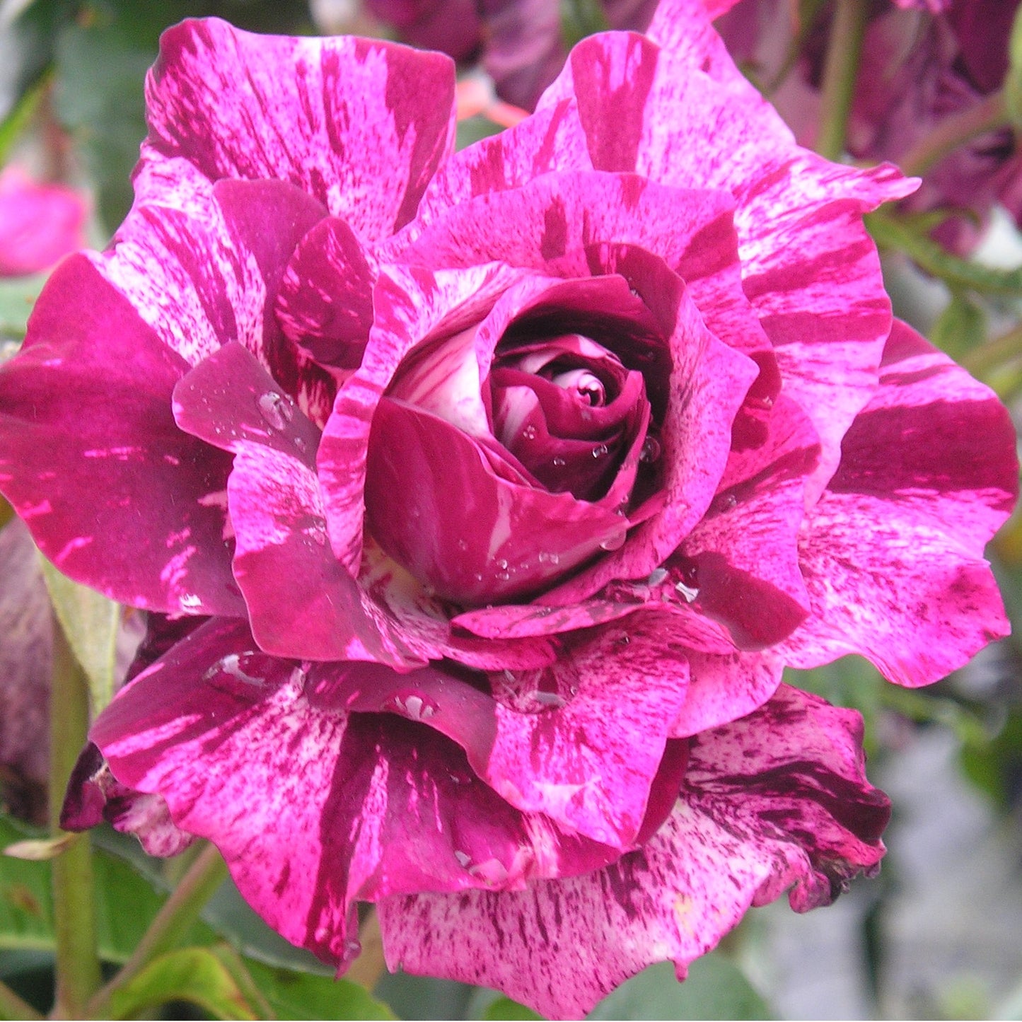 Purple Tiger Floribunda Rose