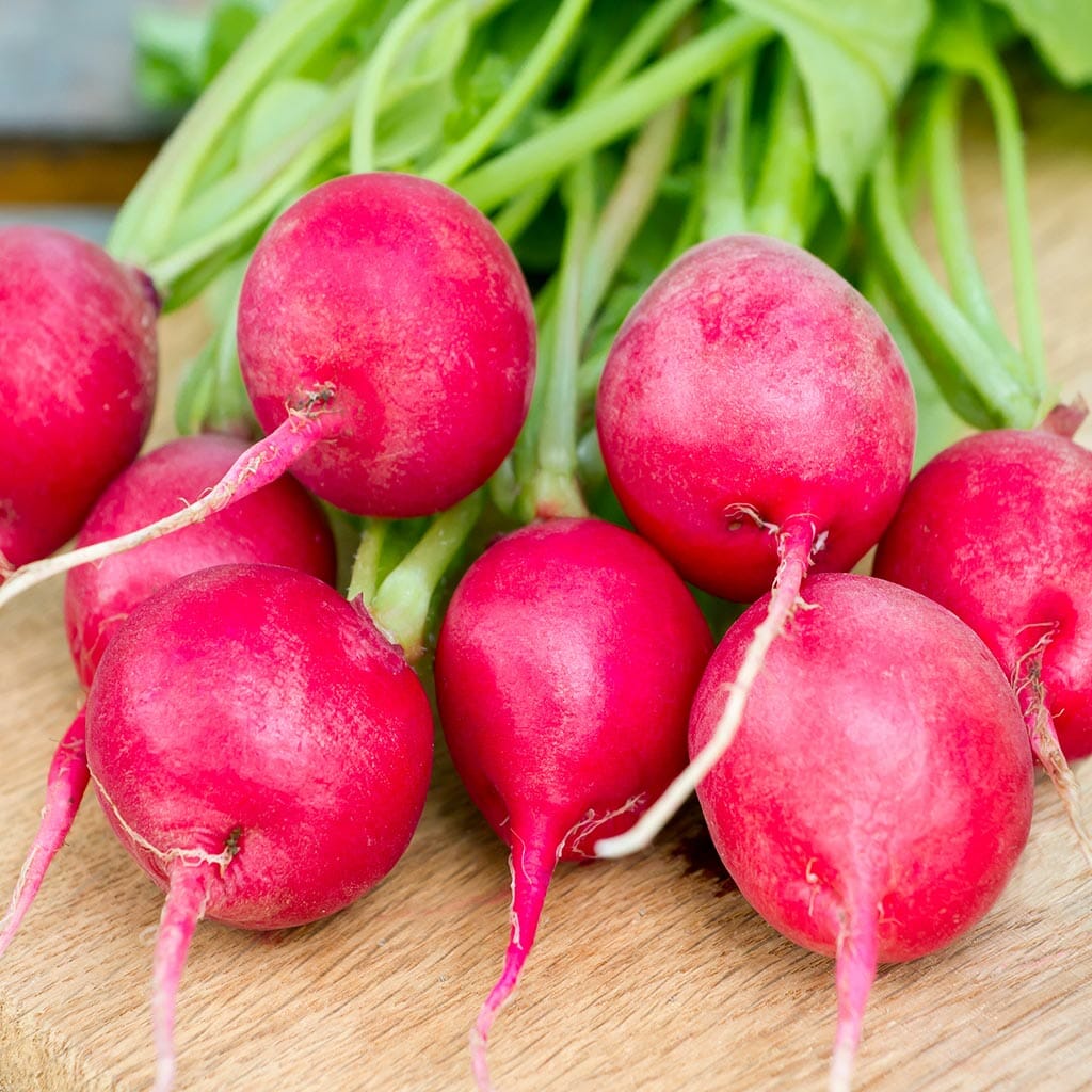 Pink Celebration – Radish Seed