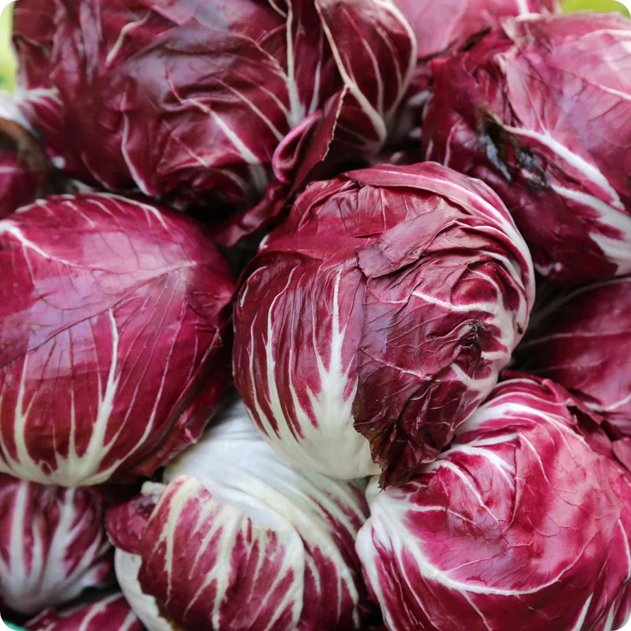 Indigo – Radicchio Seed