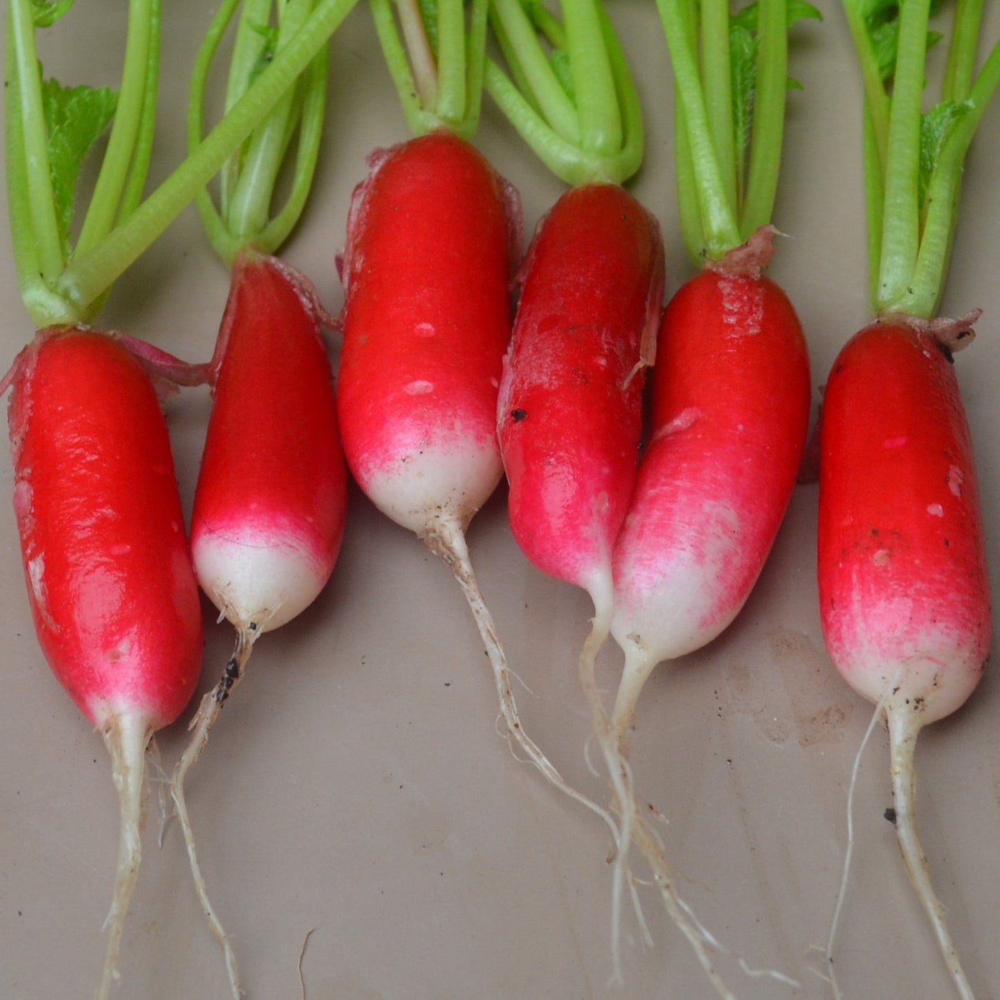 French Breakfast – Organic Radish Seed