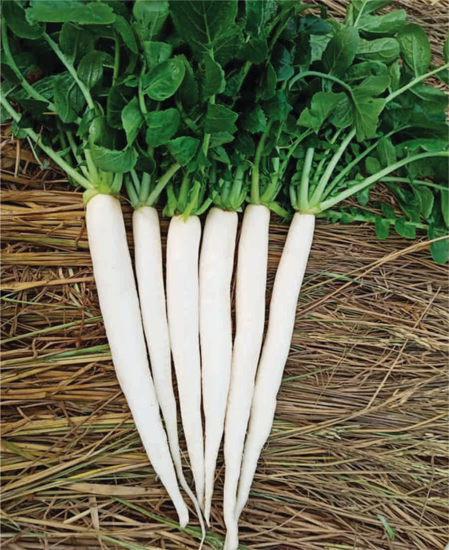 Summer Cross – Radish Seed