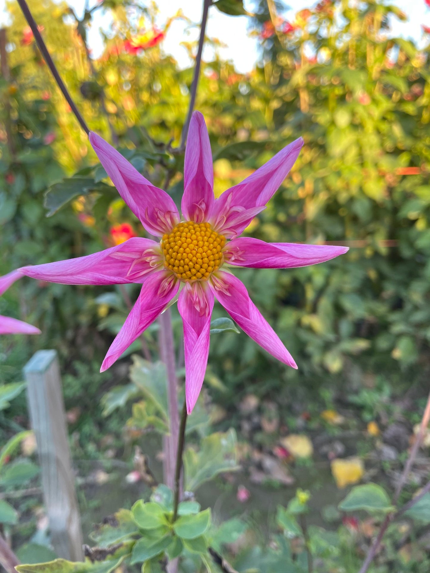 Dahlia- Pink Starburst (Tuber)