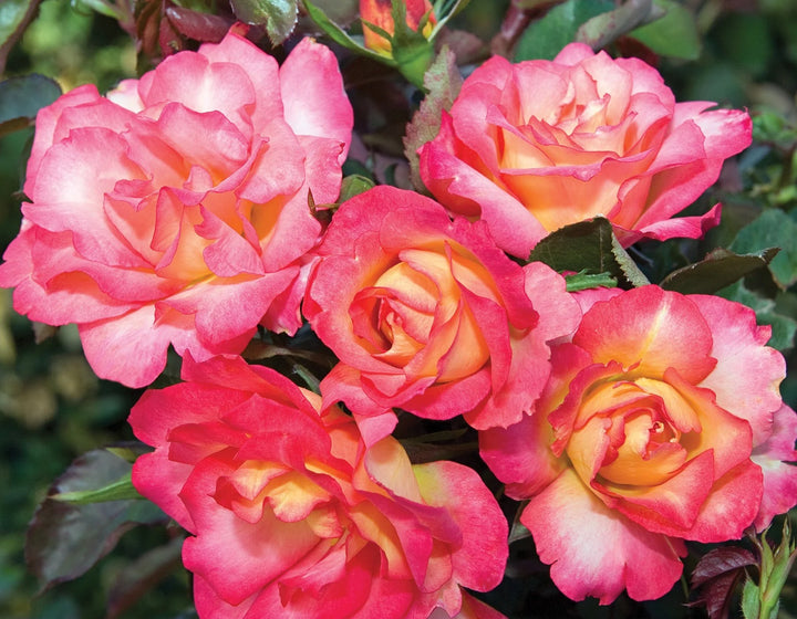 Sorbet Roses Floribunda Seeds for Planting – Heirloom, Non-GMO Flower Garden Seeds