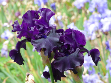 Raven Girl Bearded Iris Seeds