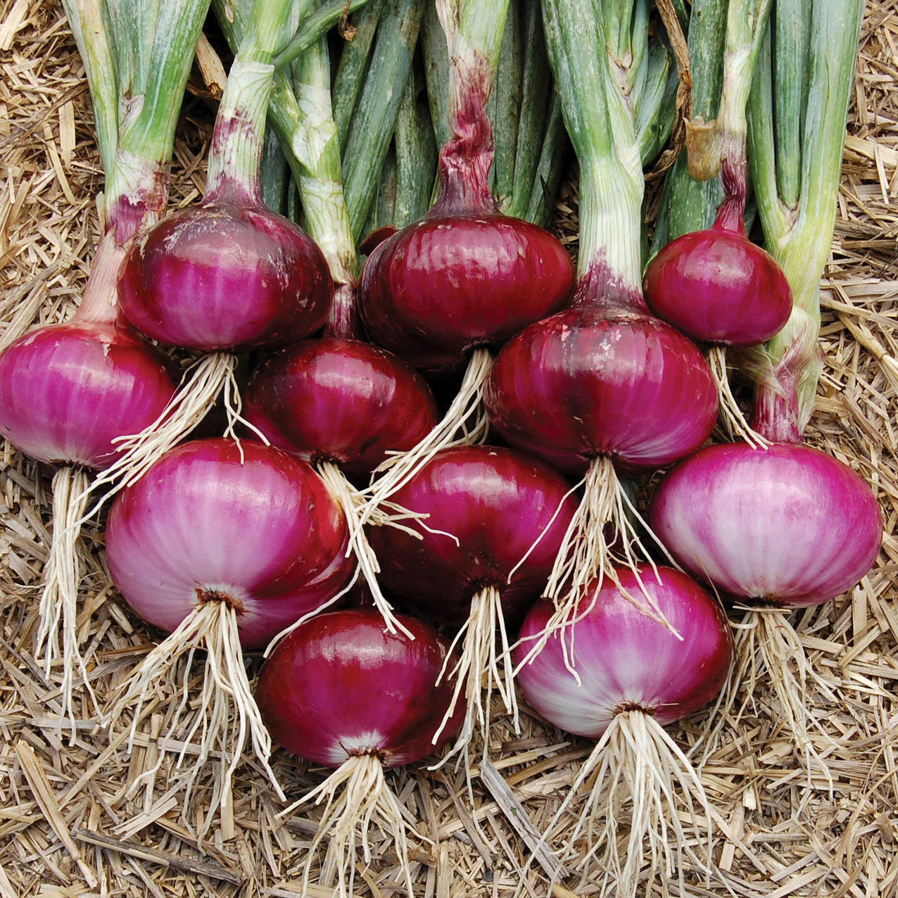 Onion Vegetable Seeds