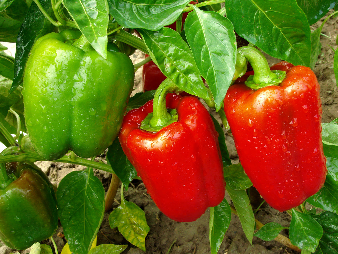 Procraft – Bell Pepper Seed