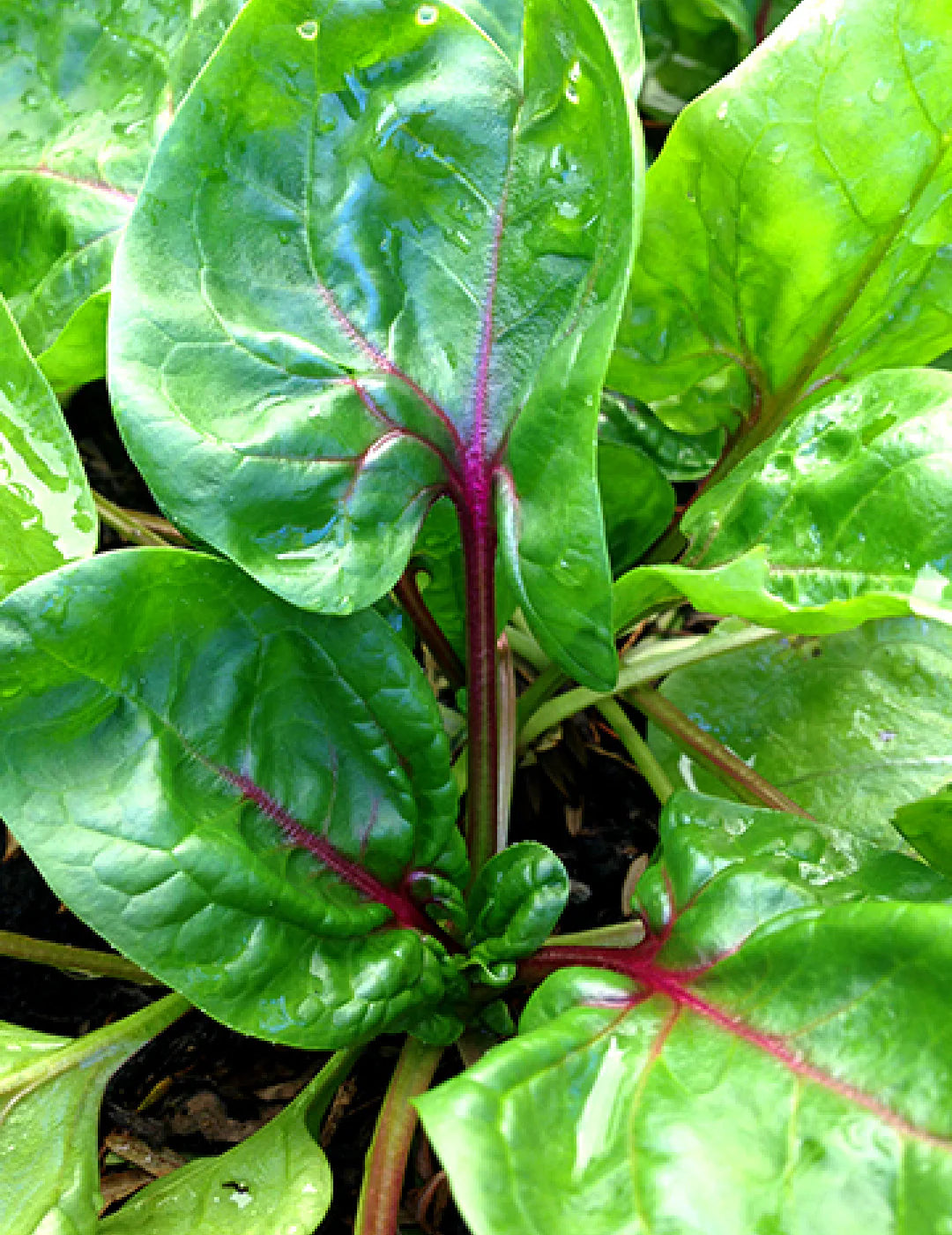 Red Kitten – Spinach Seed