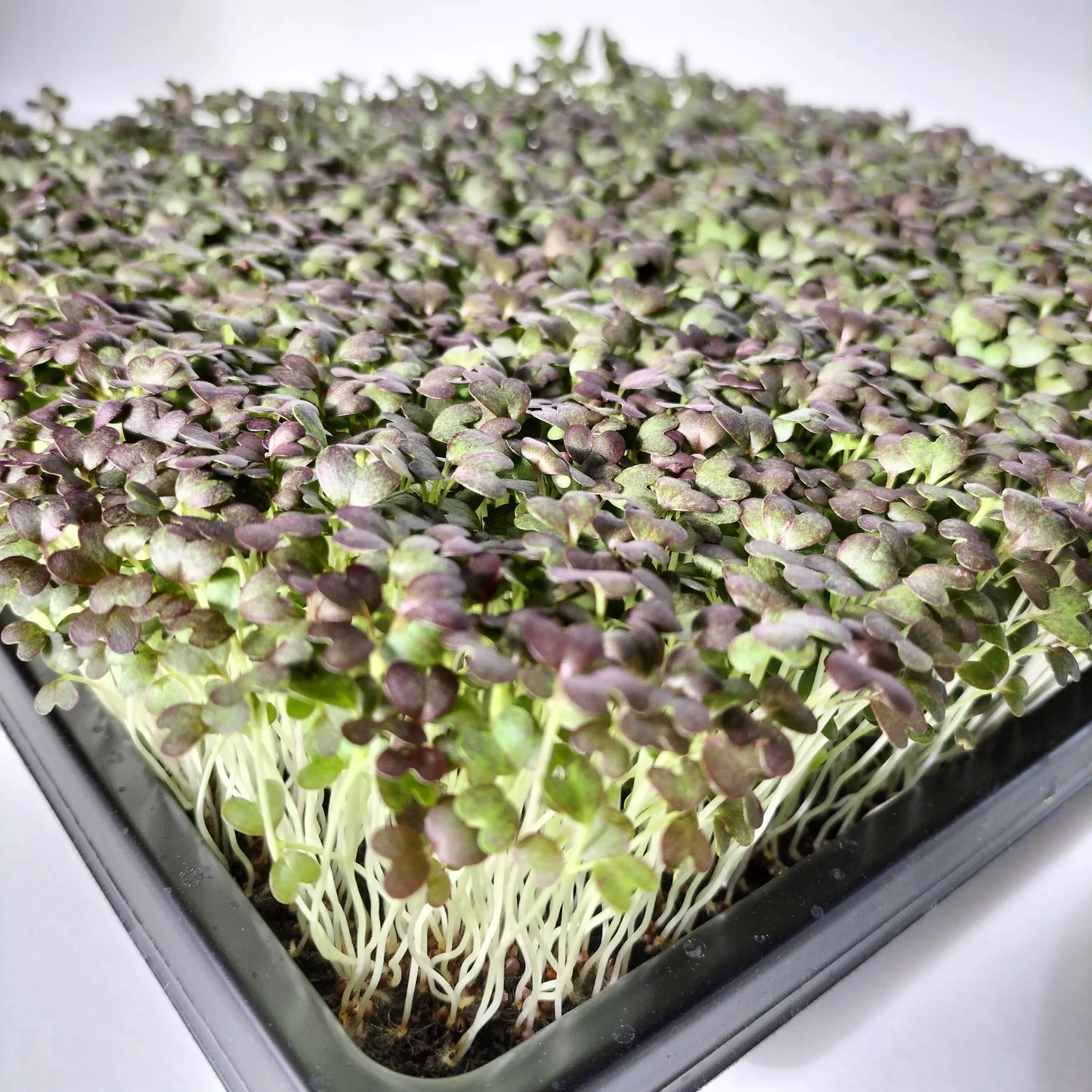 Kohlrabi, Purple – Microgreen Seed