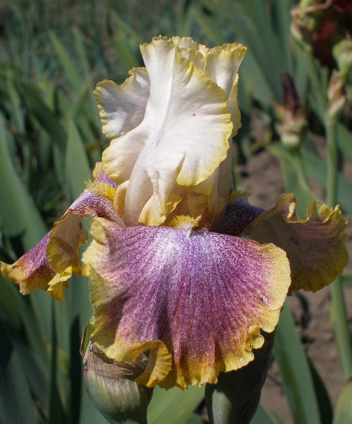 Ring Around Rosie Bearded Iris Seeds