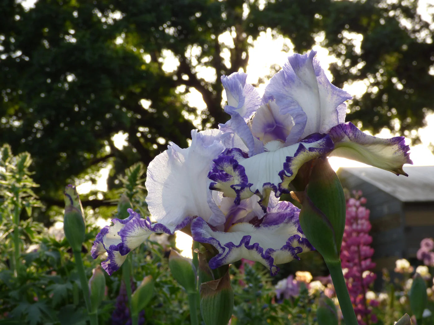 Rings True Bearded Iris
