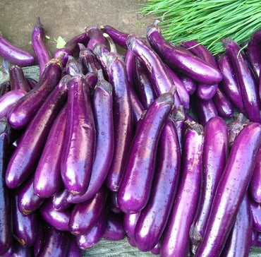 Rong purple eggplant seeds
