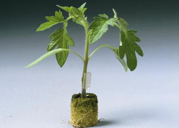 Maxifort – Tomato Seed