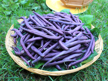 Bush Bean- Royal Burgundy